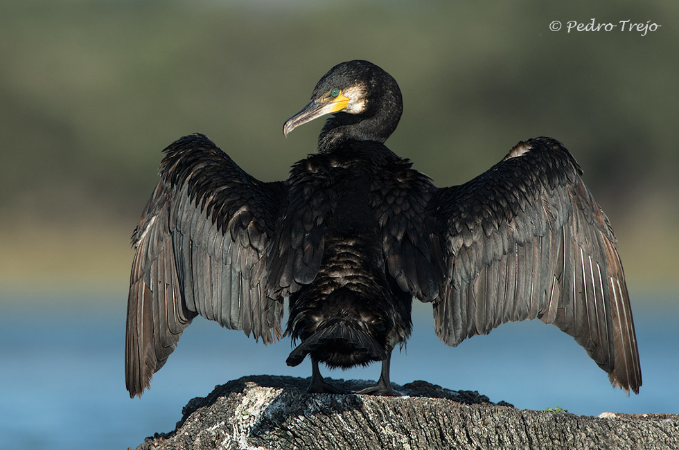 Cormoran grande (Phalacrocorax carbo)